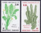 Franz. Antarktis 1986  Pflanzen